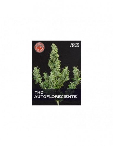 5 UND FEM - THC AUTOFLORECIENTE 