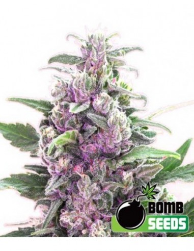 10 UND FEM - THC BOMB AUTO 