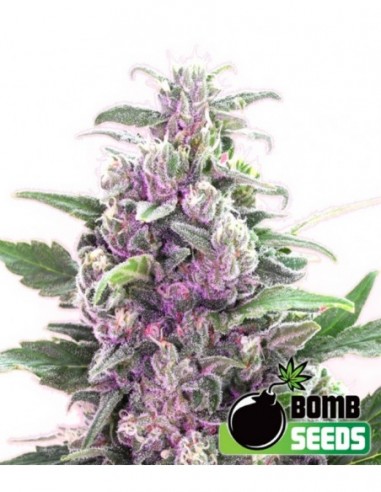 5 UND FEM - THC BOMB 