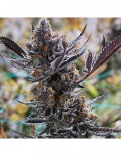 3 UND FEM - THC BOMB X PRE 98 BUBBA   PURPLE CITY GENETICS 3 FEMINIZADAS