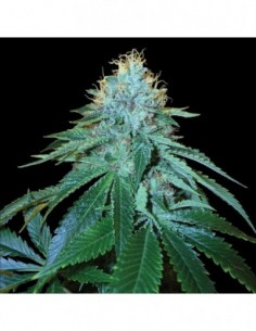3 UND FEM - THE OG  18  DNA GENETICS RESERVA PRIVADA 3 UND FEMINIZADAS