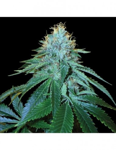 3 UND FEM - THE OG  18  DNA GENETICS RESERVA PRIVADA 3 UND FEMINIZADAS