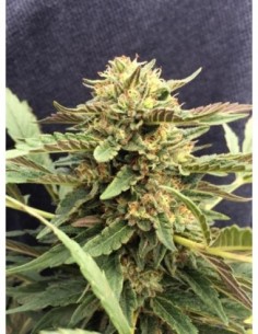5 UND FEM - THERAPY * CBD CREW SEEDS 5 UND FEMINIZADAS