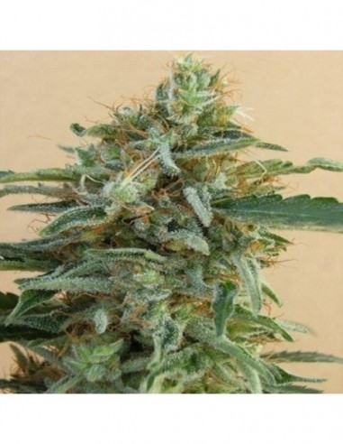 3 UND FEM - TIKAL * ACE SEEDS 3 UND FEMINIZADAS