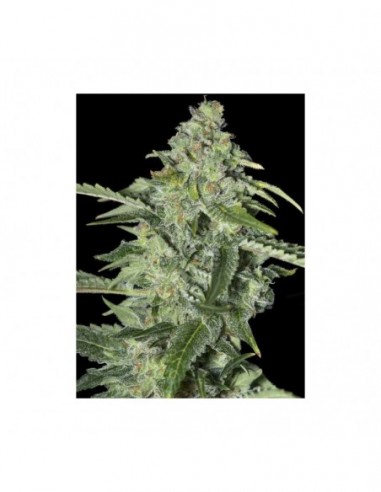 100 UND FEM - TNT KUSH CBD 
