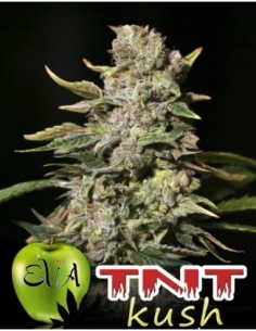 1000 UND FEM - TNT KUSH   EVA SEEDS 1000 UND FEMINIZADAS