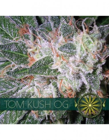 5 UND FEM - TOM KUSH OG (ETIQUETA FRANCESA) 