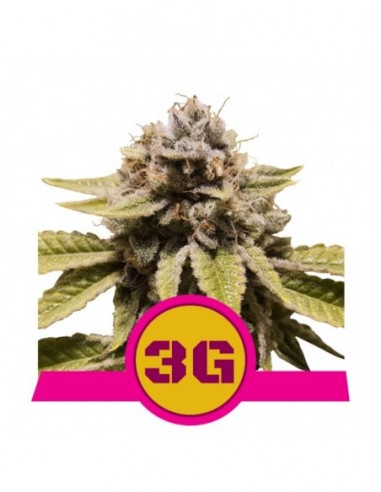 5 UND FEM - TRIPLE G USA PREMIUM 