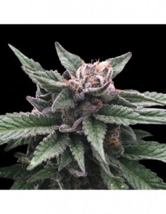 6 UND FEM - TRIPLE SCOOP * DNA GENETIC 6 UND FEMINIZADAS