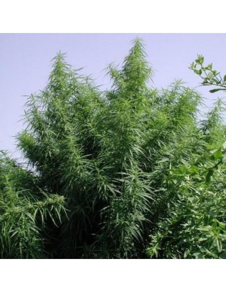 3 UND FEM - TROPICAL MIX 