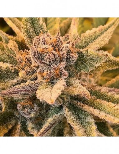 6 UND REG - TRUE LOVE * JINXPROOF GENETICS (TGA-SUBCOOL) 6 UND REGULARES