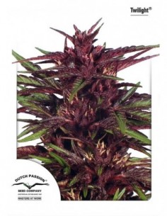 10 UND FEM - TWILIGHT ®  * DUTCH PASSION 10 UND FEMINIZADAS