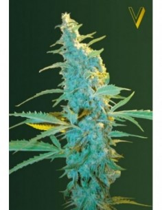 5 UND FEM - ULTRA POWER PLANT 