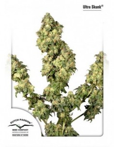 10 UND FEM - ULTRA SKUNK ® 