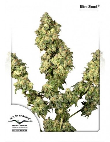 10 UND FEM - ULTRA SKUNK ® 