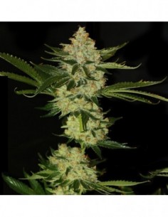 50 UND FEM - UNDERDAWG KUSH * T.H. SEEDS 50 UND FEMINIZADAS
