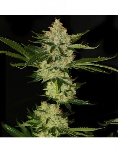 50 UND FEM - UNDERDAWG KUSH * T.H. SEEDS 50 UND FEMINIZADAS