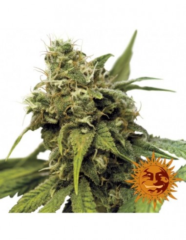 10 UND FEM - UTOPIA HAZE * BARNEY'S FARM 10 UND FEMINIZADAS
