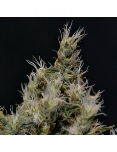 3 UND FEM - VANILLA HAZE 