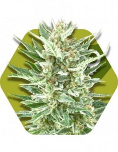 10 UND FEM - VANILLA ICE 