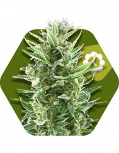 10 UND FEM - VANILLA ICE-AUTO 