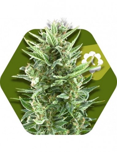 10 UND FEM - VANILLA ICE-AUTO 