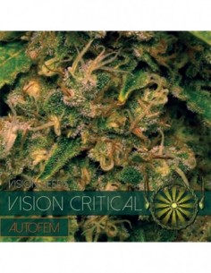 10 UND FEM - VISION CRITICAL AUTOFLOWERING (ETIQUETA FRANCESA) 