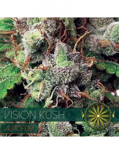 5 UND FEM - VISION KUSH AUTOFLOWERING (ETIQUETA FRANCESA) 