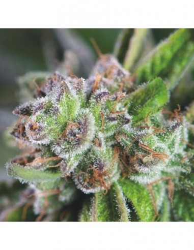 5 UND FEM - WATERMELON ZKITTLEZ 