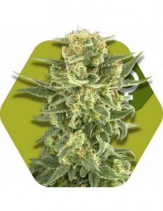 5 UND FEM - WHITE CHEESE 