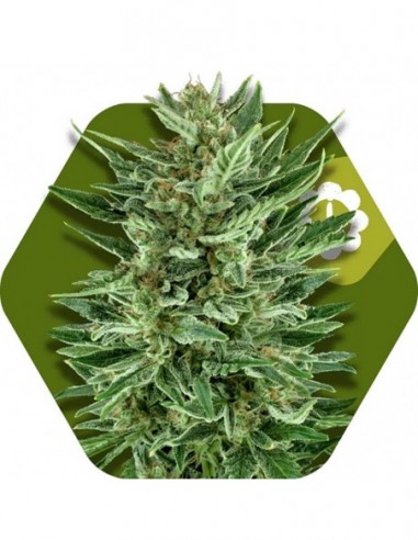 5 UND FEM - WHITE CHEESE-AUTO 