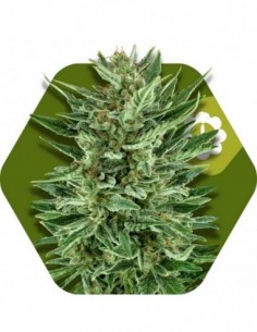 10 UND FEM - WHITE CHEESE-AUTO 