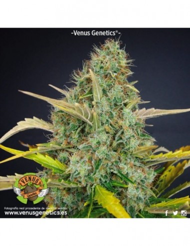 100 UND FEM - WHITE CHOCOLATE  VENUS GENETICS 100 UND FEM