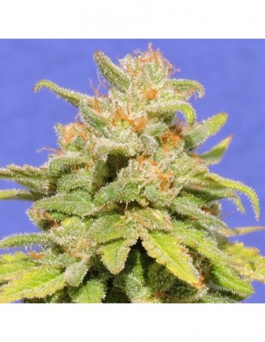 25 UND FEM - WHITE CRYSTAL METH AUTO 