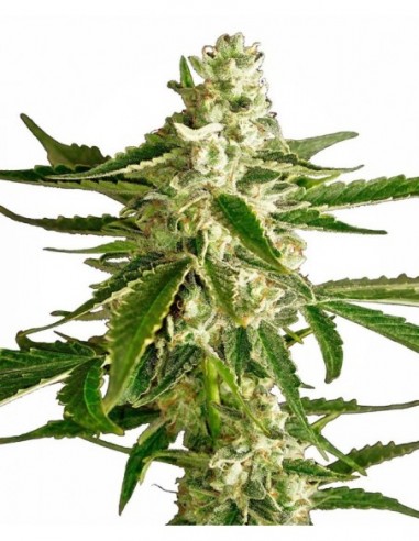 3 UND FEM - WHITE DIESEL HAZE AUTOMATIC 