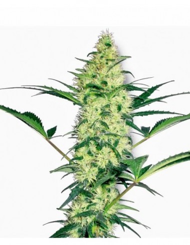 5 UND FEM - WHITE DIESEL 