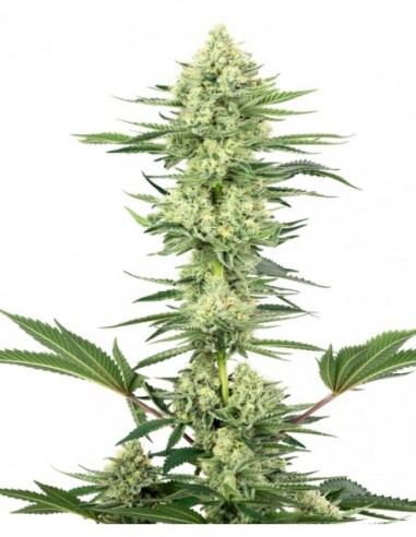 3 UND FEM - WHITE GORILLA HAZE 