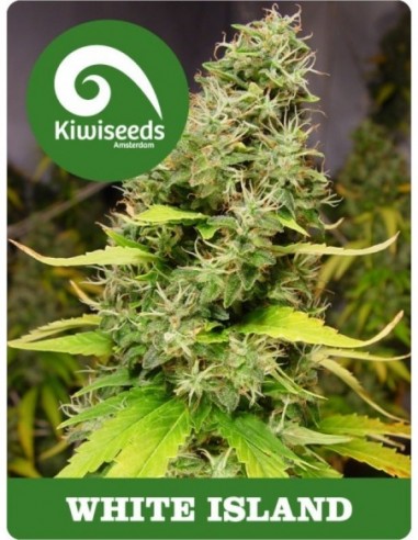 5 UND FEM - WHITE ISLAND 