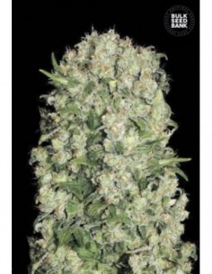 5 UND FEM - WHITE PRUSSIAN 