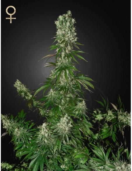 3 UND FEM - WHITE STRAWBERRY SKUNK 