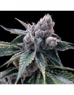 6 UND FEM - WHITE WALKER KUSH  DNA GENETICS GROW YOUR OWN 6 UND FEMINIZADAS