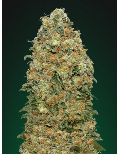 25 UND FEM - WHITE WIDOW 