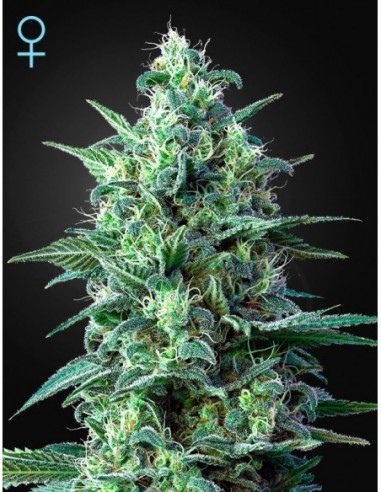 3 UND FEM - WHITE WIDOW AUTO CBD * GREEN HOUSE 3 UND FEMINIZADAS