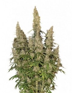 250 UND FEM - WHITE WIDOW AUTO * SEEDSTOCKERS 250 UND FEMINIZADAS