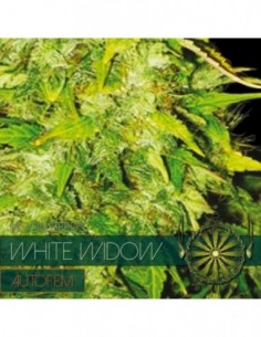 10 UND FEM - WHITE WIDOW AUTOFLOWERING (ETIQUETA FRANCESA) 