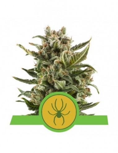 3 UND FEM - WHITE WIDOW AUTOMATIC 
