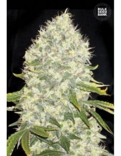 5 UND FEM - WHITE WIDOW 
