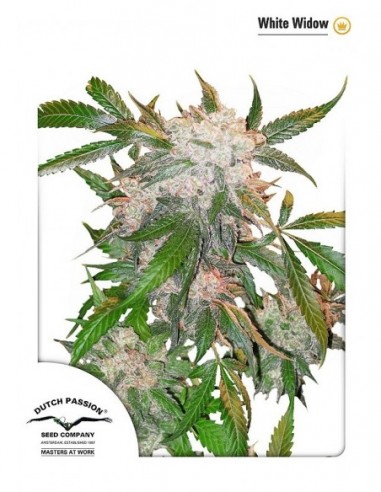 5 UND FEM - WHITE WIDOW 