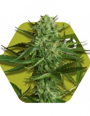 10 UND FEM - WHITE WIDOW HAZE 