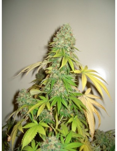 3 UND FEM - WHITE WIDOW 